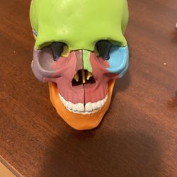 Color Coded Anatomy Skull 