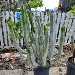 Succulent Euphorbia Cactus Look Sullu Spurge