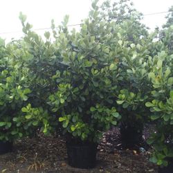 VERY BIG CLUSIA PLANT FOR SALE!  SPECTACULAR BEST QUALITY & BEST PRICE IN TOWN
