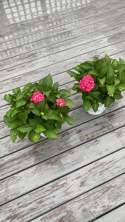 Hydrangea Perenial $20 each