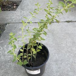 Marjoram 🌱 = Mejorana 🌱
