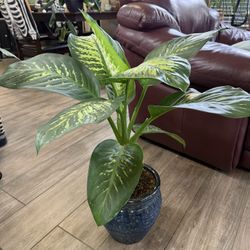 Live Tropic Snow Dieffenbachia Dumb Cane Plant In Ceramic Pot (Please Read Full Description)