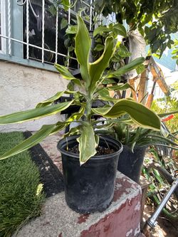 Dracaena fragrans Plant 