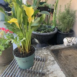 Yellow Lily 