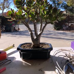 Bonsai Jade Ears Succulent