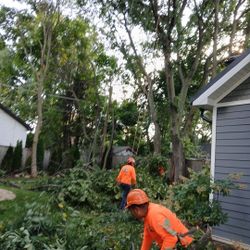 Tree Trim Resonable