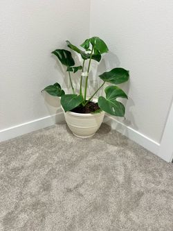 Monstera plant