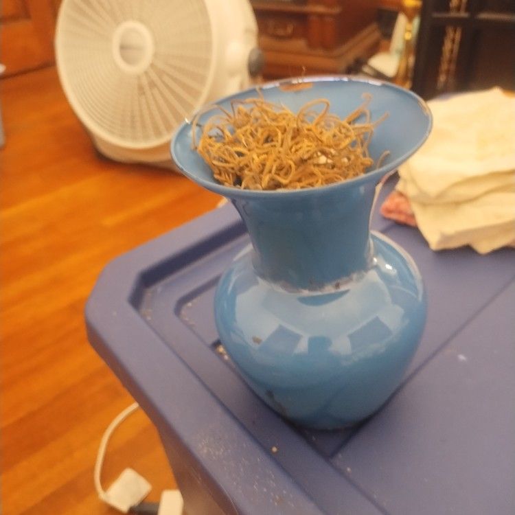 Blue vase $5 pick up only 865 Ellsworth avenue right off of East Livingston avenue