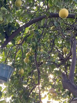 Limones    🍋🍋🍋La Bolsa De Mandado)))
