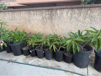 Plumeria Plant