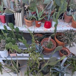 Plants Ready To Feature In Your Landscape Or In A Decorative Pot.