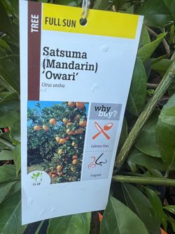 Semi dwarf Satsuma mandarin trees