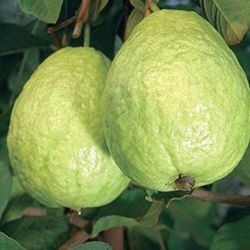 Thai Guava Starter Plant Fully Grown In 2 Gallon Pot