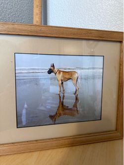Great Dane Beach photo oak frame 15 x 12