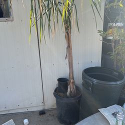 Queen Palm Tree