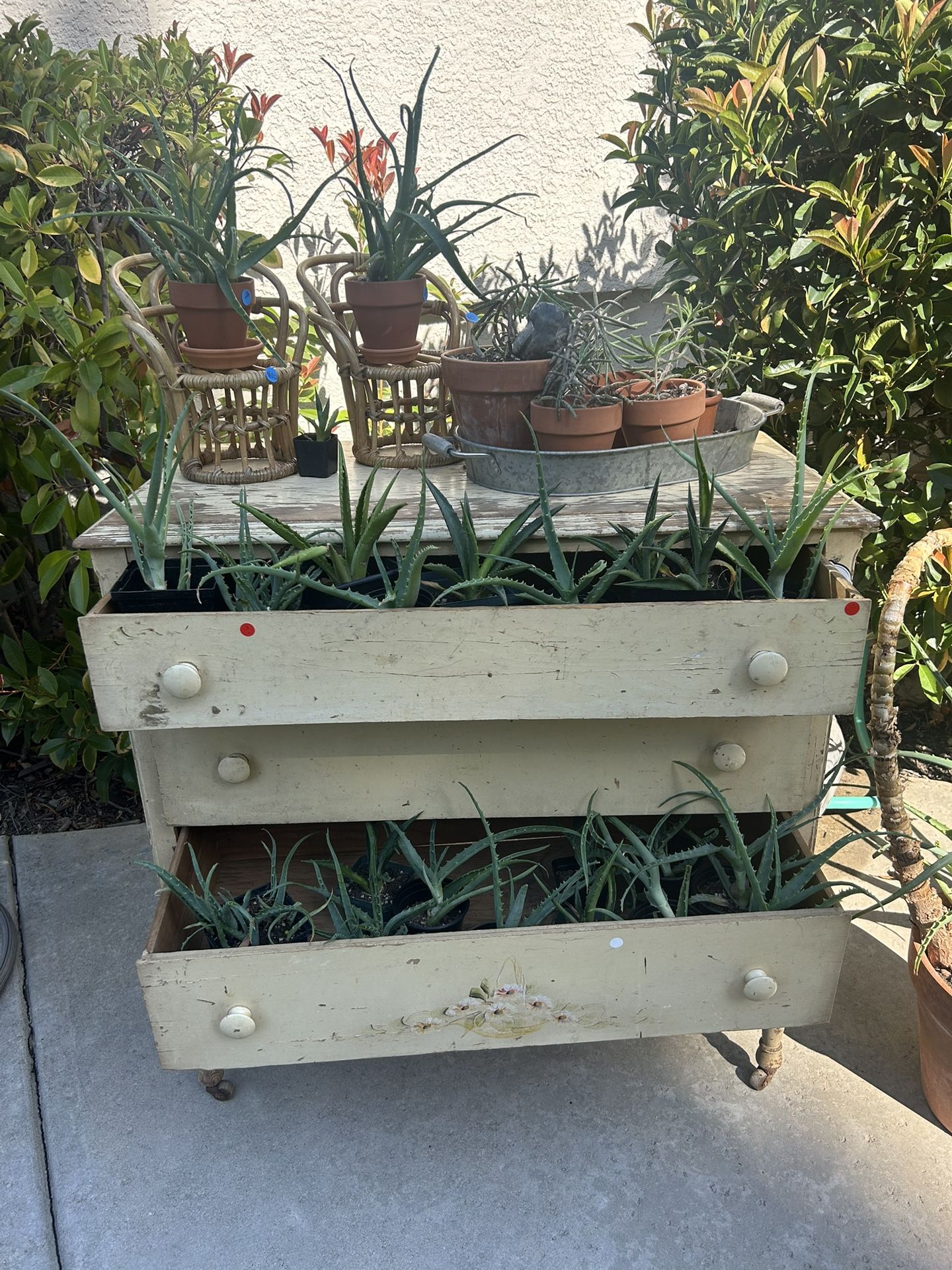 Plant Sale $2 and up