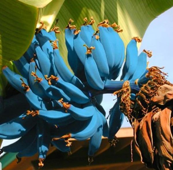 blue java banana tree blue java banana tree