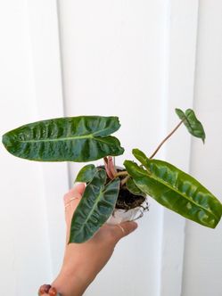 Philodendron Billietiae Plant 4" Pot - Indoor House Plants