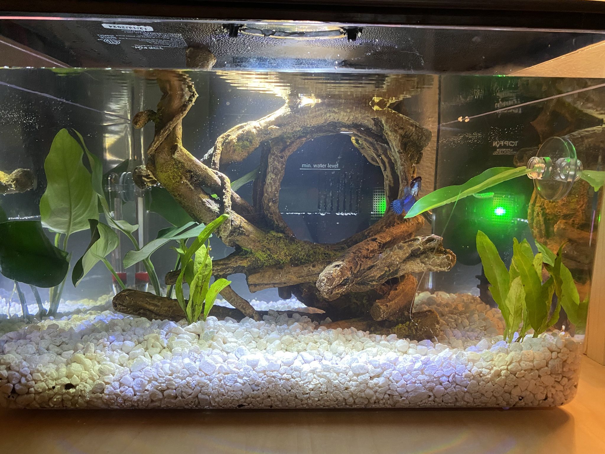 3 Gallon Trapezoid Aquarium