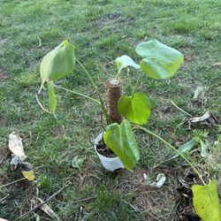 Housplant Monstera