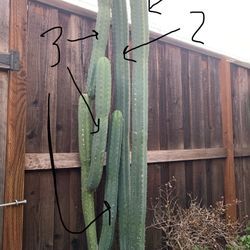 San Pedro Cactus