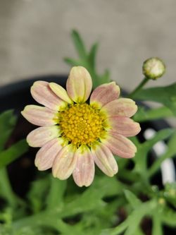 Live healthy plant Marguerite daisies apricot color 1-gal