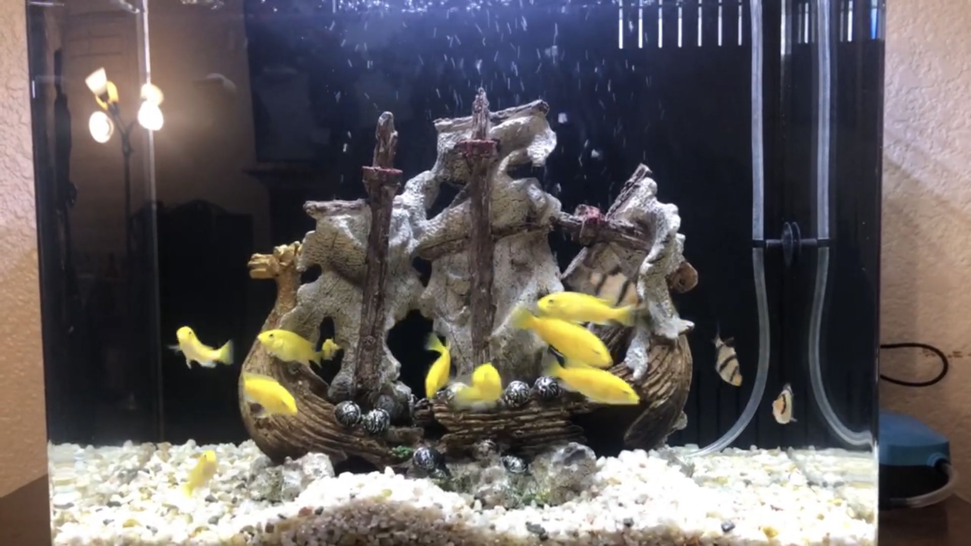 8 Gallon Aqua Japan Fish Tank And Electric Yellow Fish