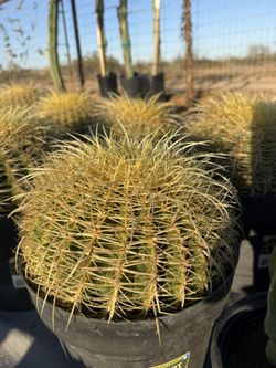 Golden Barrel Cactus