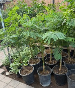 Tabachines Royal Poinciana Trees In 5 Gallón 3F The Tall $60 Each Price Firm