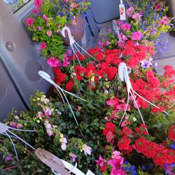Fresh And Full Hanging Baskets. If For Any Reason You Are Not Satisfied  I Will Trade The Basket For Another One You Like.