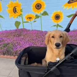 Dog Stroller