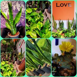 Plants 🌱🪴🍀☘🌵 $3, $5, $8, $10, $15 Per Plant