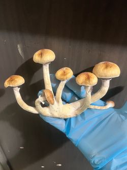 Magic mushrooms psylocibin cubensis