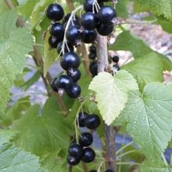 Black currant (Jostaberry plants)