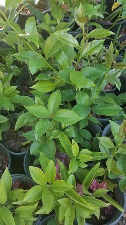 Planta uña de gato para diabetes