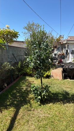 Arbol Artificial