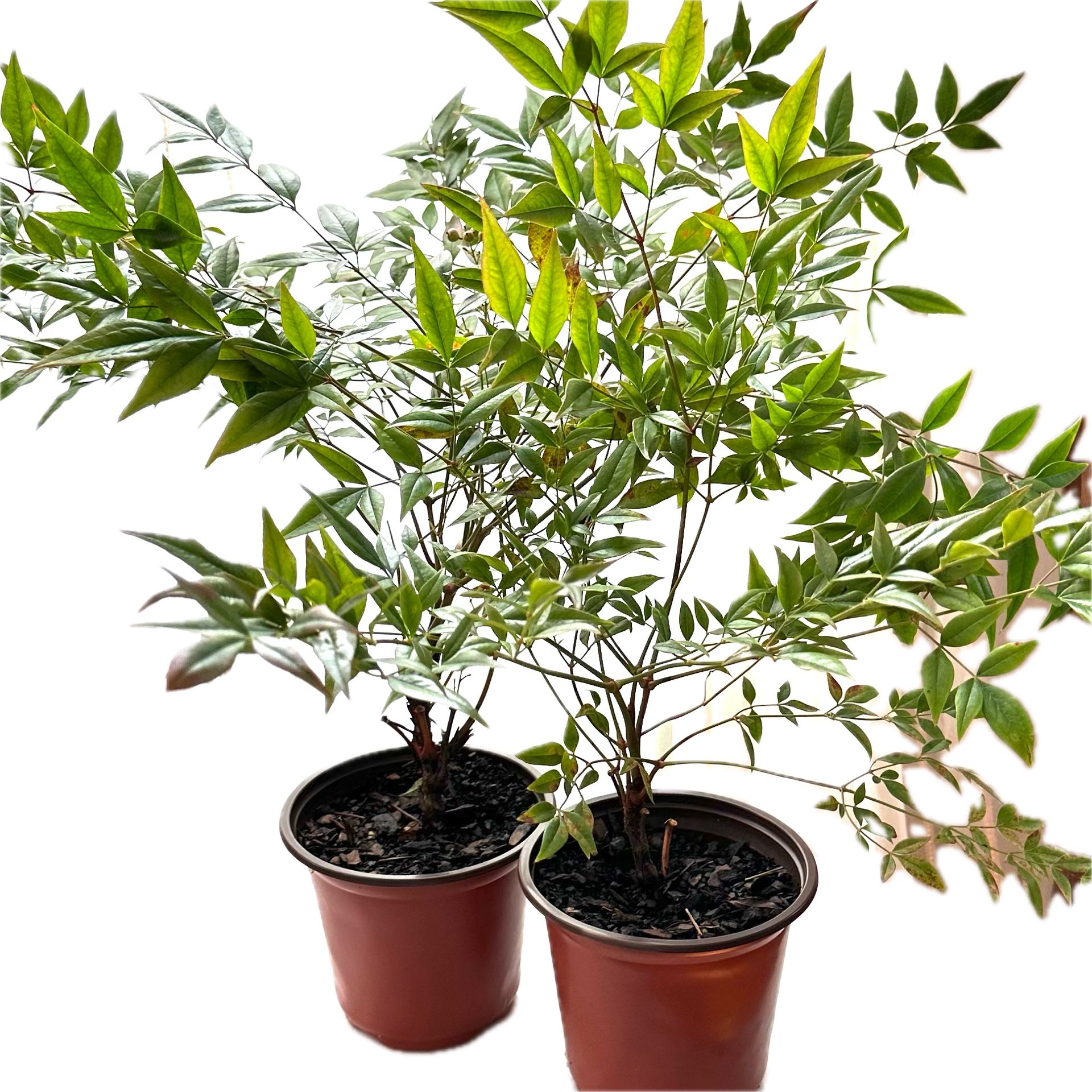 2 Living Plants Of Heavenly Bamboo - Nandina Domestica 5.3” Pot With 10”+ Height