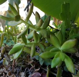Succulents