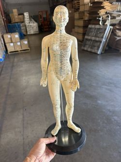 Acupuncture Female Model 19” Inch Tall