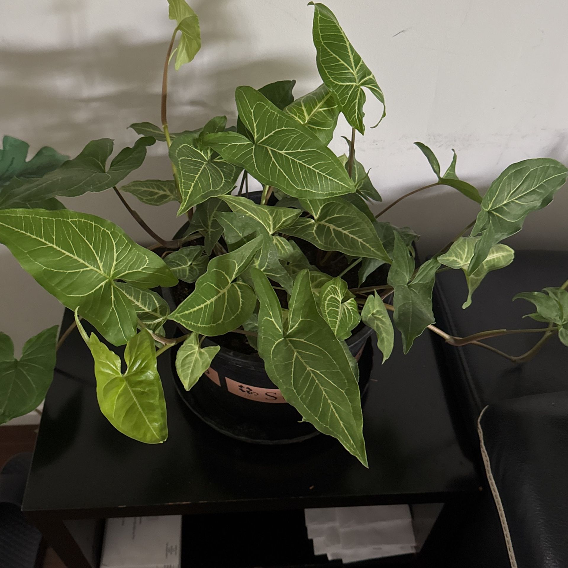plant
