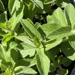 Sweet Lemon Mint Plant - Menta Limon - Yerba Hierba Buena Limon planta
