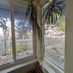 8 Feet Dragon Tree in Ceramic Pot