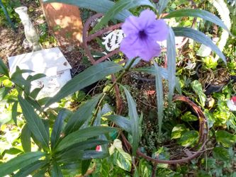 Blue flowers from hawaia