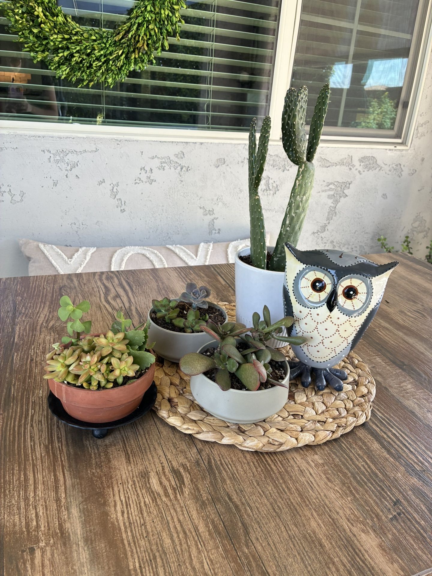 Succulent Plant Set+Bobble Head Owl