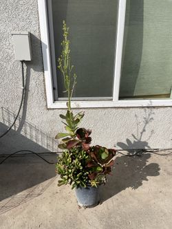 Plant Arrangement  5 Gallon Size  Medium/Large