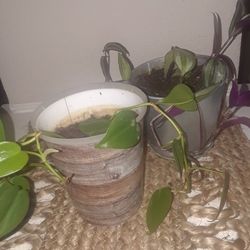 Plants for Inside!    Two!  Please!