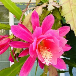 EPIPHYLLUM/CACTUS ORCHID PLANT IN BLOOM - Hot Pink/ Fuschia Color …hanging Plant & easy To Grow 