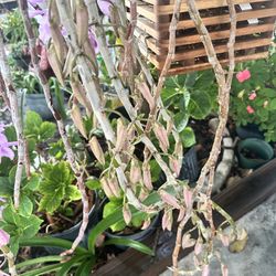 Orchid Plant. Dendrobium Anosmum