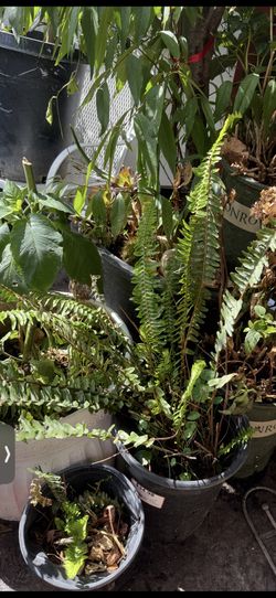 hermosas plantas de elechos grandes y pequeñas en vallejo 
