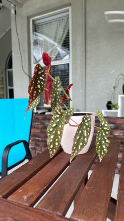 Polka Dot Angel Wing Begonia